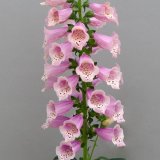 画像: ジキタリス ドッティ ウォームローズ