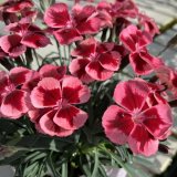 画像: ダイアンサス ディアンティカ ルビーオレンジ