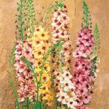 画像: バーバスカム サザンチャーム