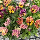 画像: パンジー きもの イエローレッドシェード（花なし苗）