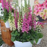 画像: ジキタリス ディベラミックス