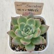 画像2: ●多肉植物 エケベリア クォーツ×アガボイデス 2.5寸苗 C5157