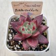 画像2: ●多肉植物 エケベリア 花月夜×アルバビューティーHyb 2.5寸苗 C5163