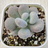 画像: ●多肉植物 エケベリア だるまミルク 2.5寸苗 C5169