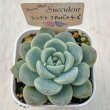 画像2: ●多肉植物 エケベリア シックリーフアルバ×チーズHyb 2.5寸苗 C5156