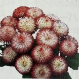 画像: デージー ハバネラ ホワイトウィズレッド