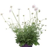 画像: スカビオサ アメジスト  スノー 耐寒性 切花種