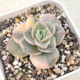 画像: ●多肉植物 エケベリア ラブリーローズ錦 2.5寸苗 C4191