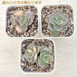 画像3: ●多肉植物 エケベリア ラブリーローズ錦 2.5寸苗 C4191