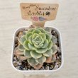 画像2: ●多肉植物 エケベリア ピンクパペット錦 2.5寸苗 C4190