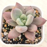 画像: ●多肉植物 エケベリア ピーチブロッサムランド 2.5寸苗 C4196