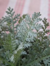 画像: シルバーレース