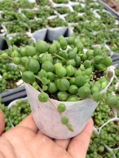 画像: 多肉植物 セネシオ グリーンネックレス 2.5寸苗