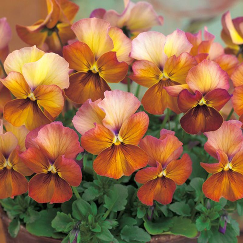 画像2: 小輪パンジー わらく アンティークブラウン（花なし苗）