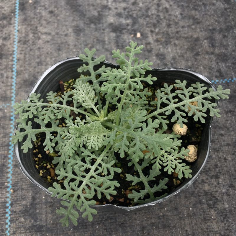 画像3: シルバーレース