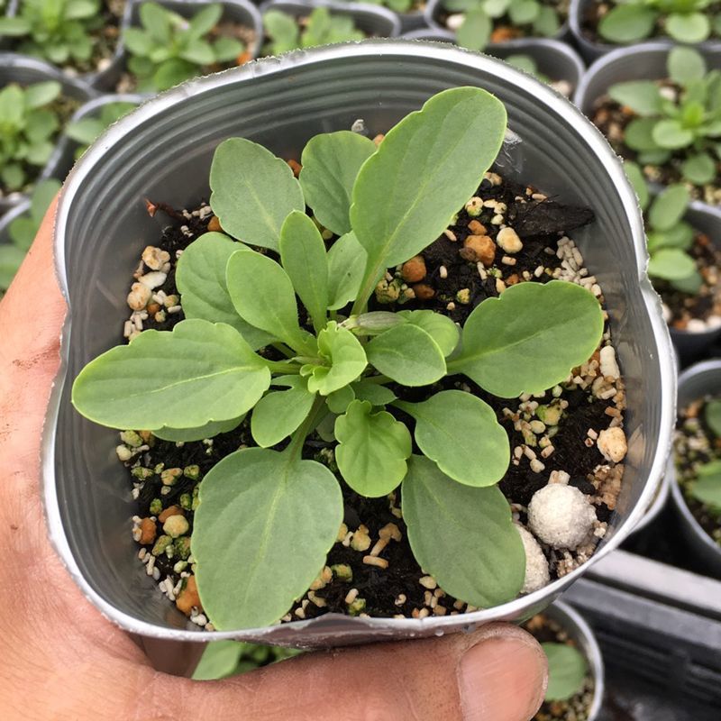 画像3: ビオラ ももか うさぎ（花なし苗）