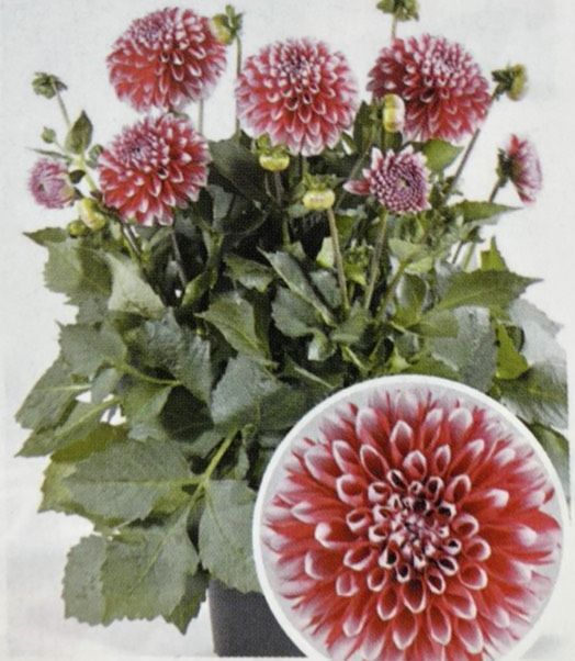 八重咲ダリア マキシタンピコ 9センチポット苗 球根で毎年咲く ハイブリット ハニーミント本店