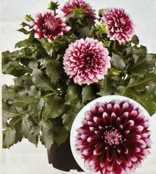 八重咲ダリア マキシカンクン 9センチポット苗 球根で毎年咲く ハイブリット ハニーミント本店