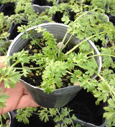 画像2: ニゲラ パピローサ アフリカンブライド（黒種草）