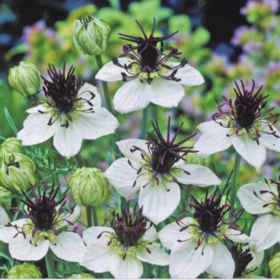 画像1: ニゲラ パピローサ アフリカンブライド（黒種草）