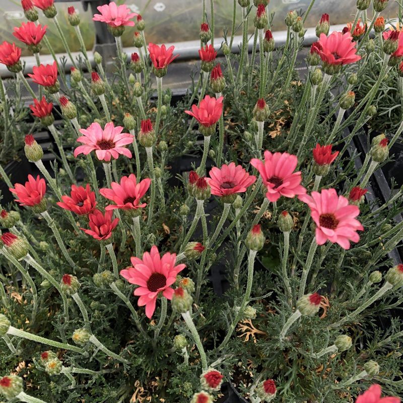 画像1: ローダンセマム マーズ