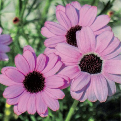 画像2: ローダンセマム マーキュリー