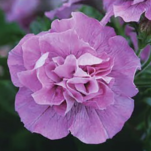 画像1: 八重咲きペチュニア ビバダブル アンティークピンク （花なし苗）