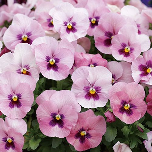 画像2: 小輪パンジー わらく ピンクブロッチ（花なし苗）