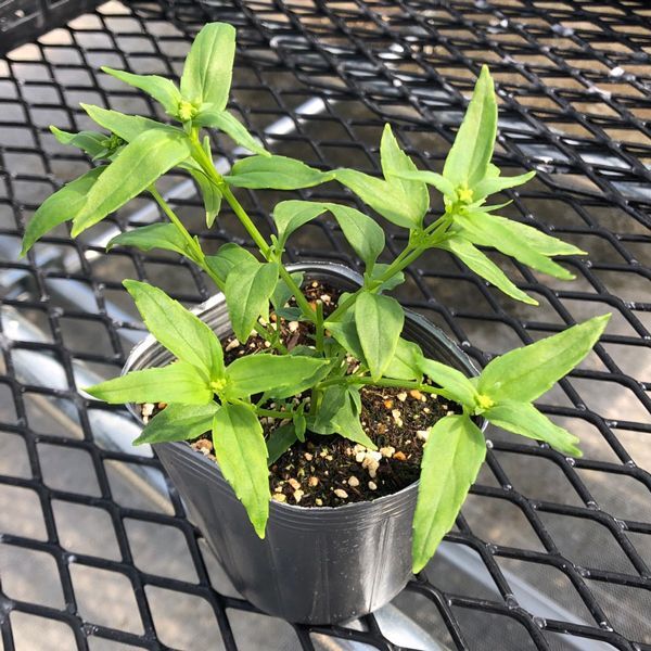 画像2: ネメシア フラミンゴ