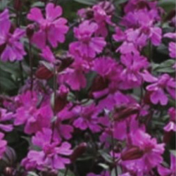 画像1: シレネ シベラ カーマイン