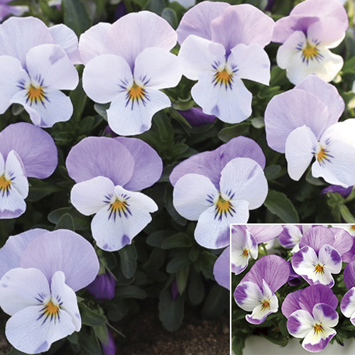 画像1: ビオラ ももか うさぎ（花なし苗）