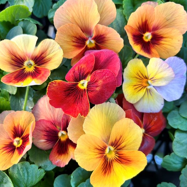 画像3: 小輪パンジー わらく アンティークオレンジ（花なし苗）