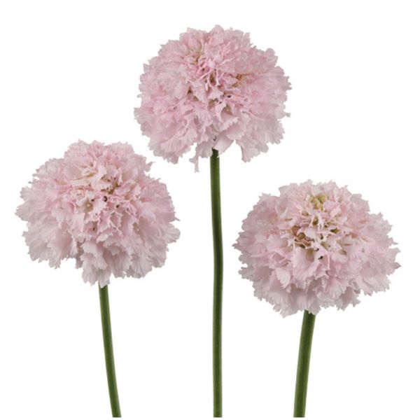 画像1: スカビオサ ボンボンスクープ フレンチバニラ