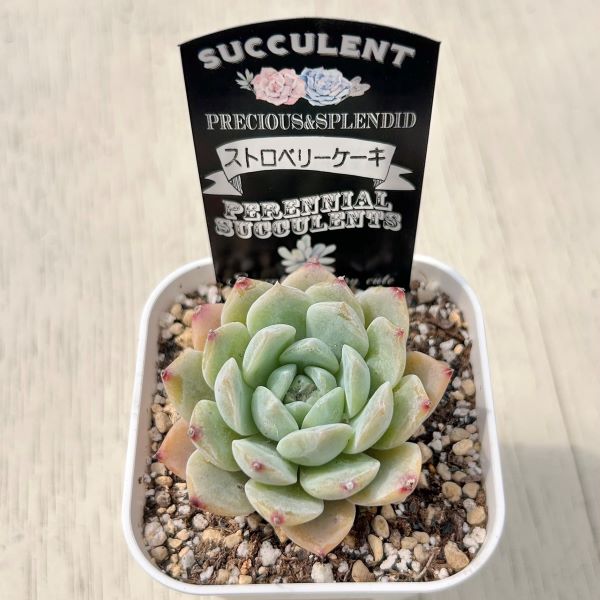 画像2: ●多肉植物 エケベリア ストロベリーケーキ 2.5寸苗