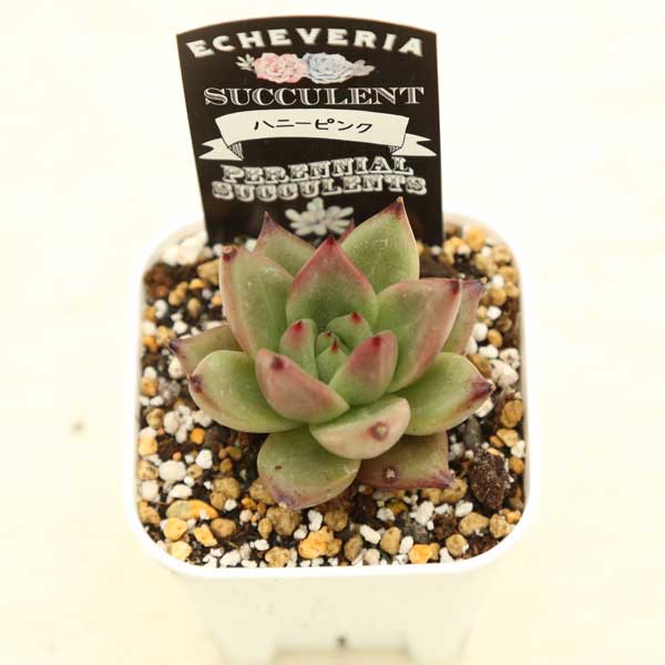 ○多肉植物 エケベリア ハニーピンク 2.5寸苗 - ハニーミント本店