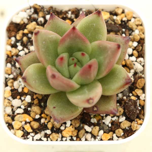 ○多肉植物 エケベリア ハニーピンク 2.5寸苗 - ハニーミント本店