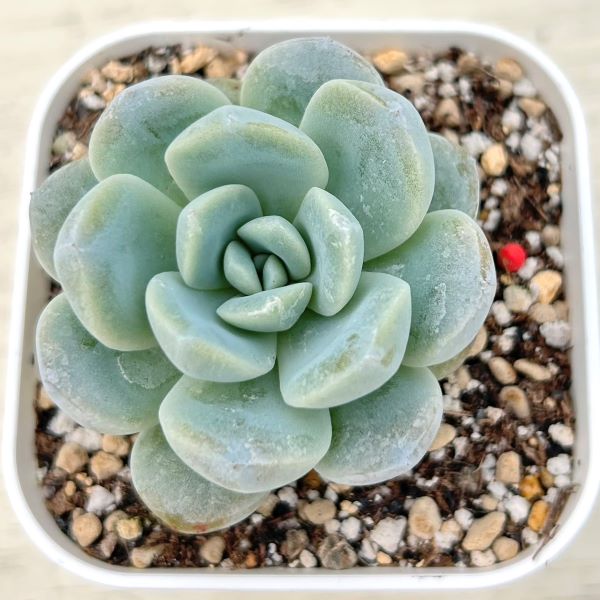 画像1: ●多肉植物 エケベリア ダイフク 2.5寸苗