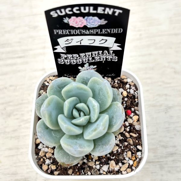画像2: ●多肉植物 エケベリア ダイフク 2.5寸苗