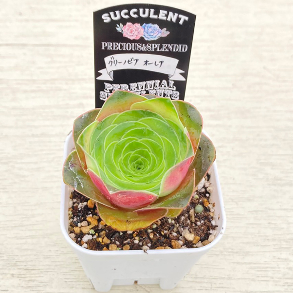 画像2: ●多肉植物 アエオニウム グリーノビア・オーレア 2.5寸苗