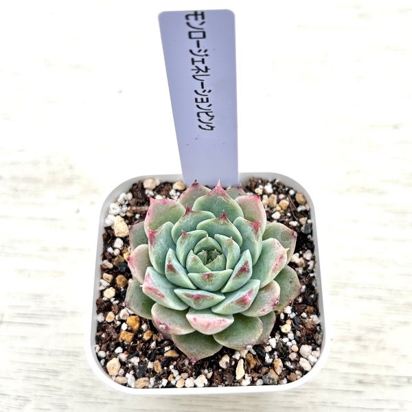 画像2: ●多肉植物 エケベリア モンロージェネレーションピンク 2.5寸苗