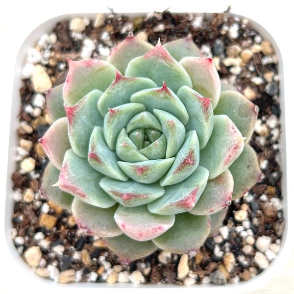 画像1: ●多肉植物 エケベリア モンロージェネレーションピンク 2.5寸苗