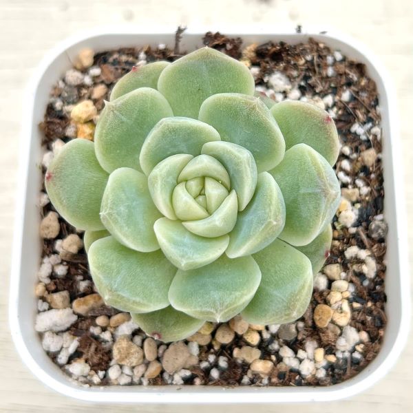 画像1: ●多肉植物 エケベリア モンロージェネレーションホワイト 2.5寸苗