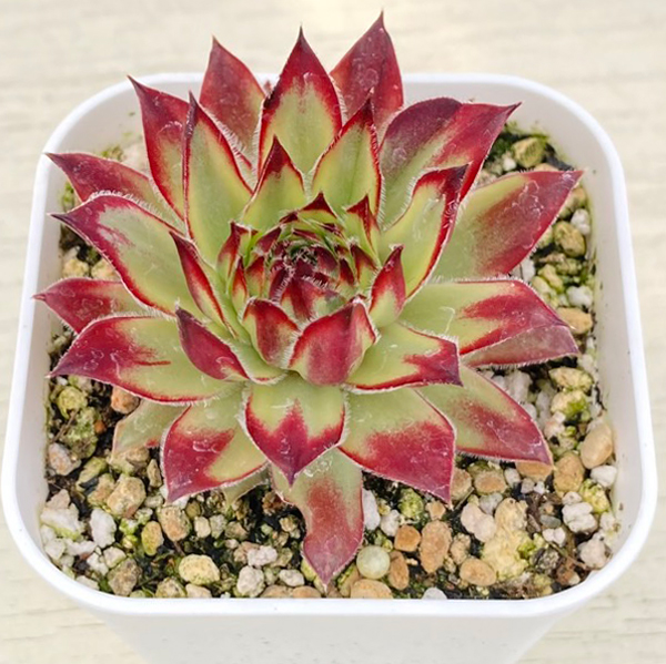 画像1: 多肉植物 センペルビウム ゴールドダスト錦 2.5寸苗