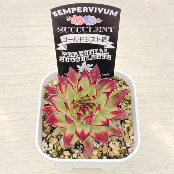 画像2: 多肉植物 センペルビウム ゴールドダスト錦 2.5寸苗