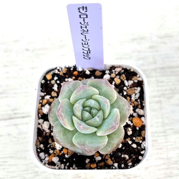 画像2: ●多肉植物 エケベリア モンロージェネレーションブラック 2.5寸苗