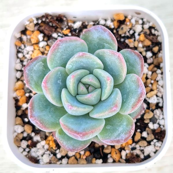 画像1: ●多肉植物 エケベリア ストロベリーアーモンド 2.5寸苗