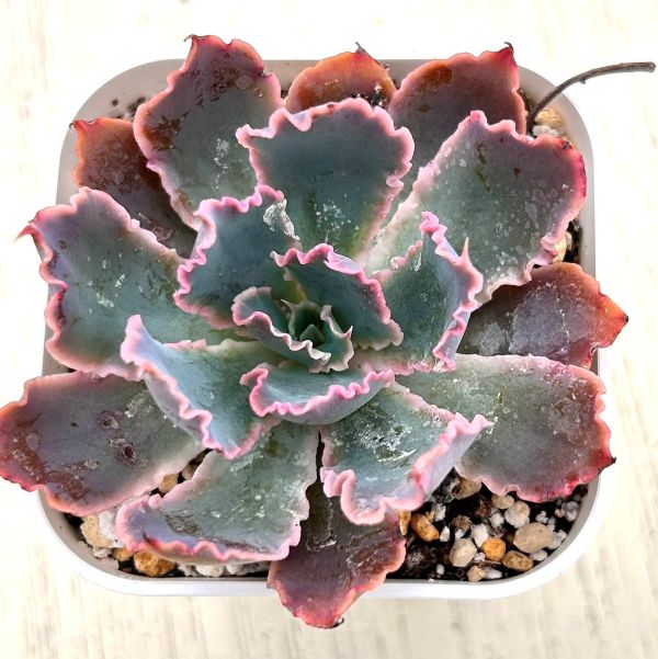 画像1: ●多肉植物 エケベリア 晩霞の舞 2.5寸苗