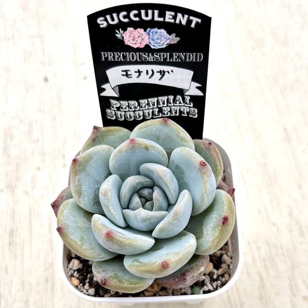 画像2: ●多肉植物 エケベリア モナリザ 2.5寸苗