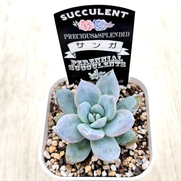 画像2: ●多肉植物 エケベリア サンガ 2.5寸苗