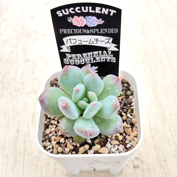 画像2: ●多肉植物 グラプトペタルム パフュームチーズ 2.5寸苗